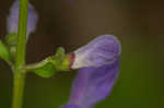 Showy skullcap